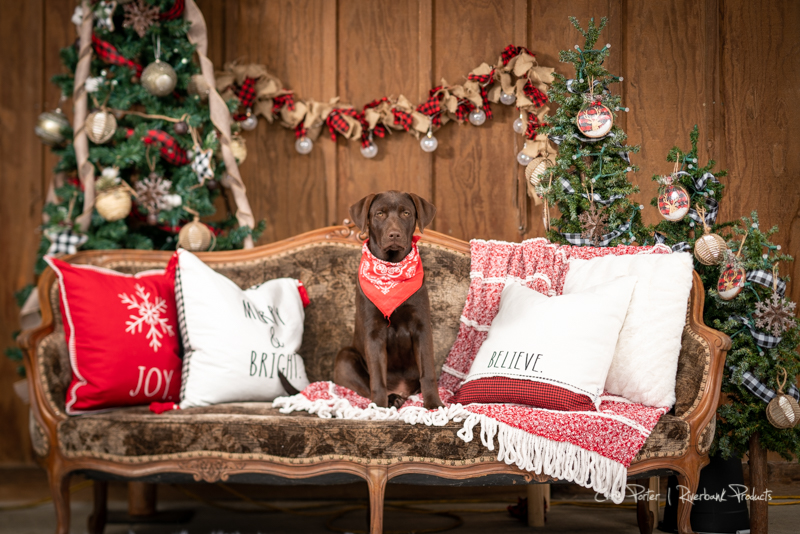 Chocolate Labrador Retriever Christmas