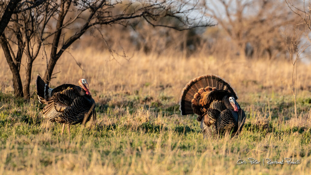 Two Texas Rio Grand Turkeys strutting in a field