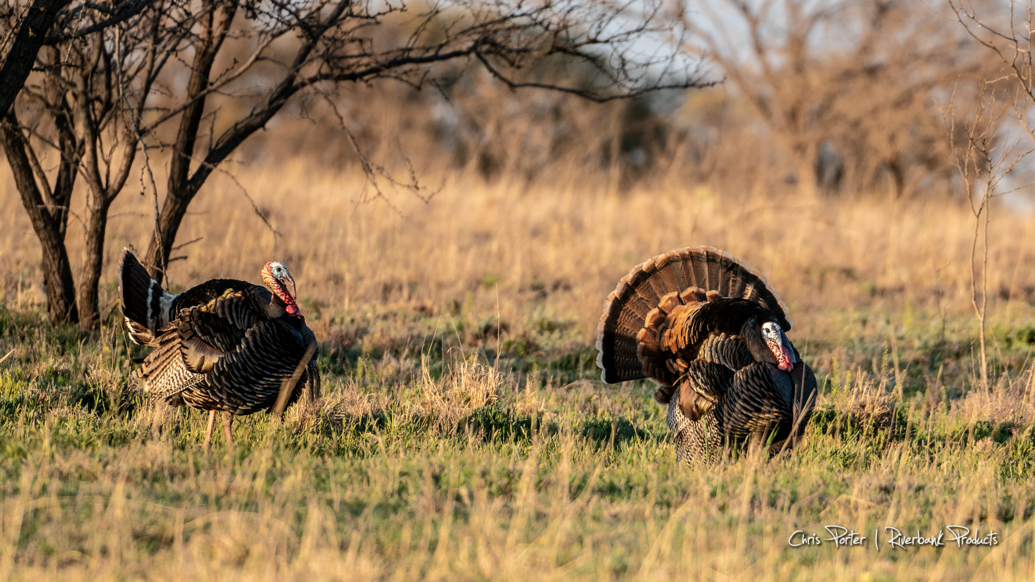 Two Texas Rio Grand Turkeys strutting in a field
